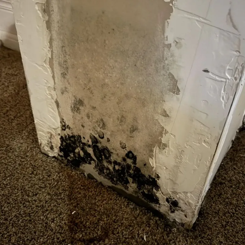 Professional Mold Removal in Wellsville, MO